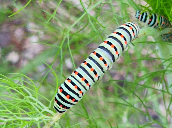 Chenille de Machaon sur fenouil &copy; Thierry Duteuil